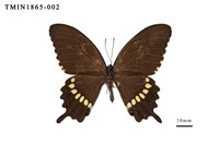 藏品(玉帶鳳蝶)的圖片